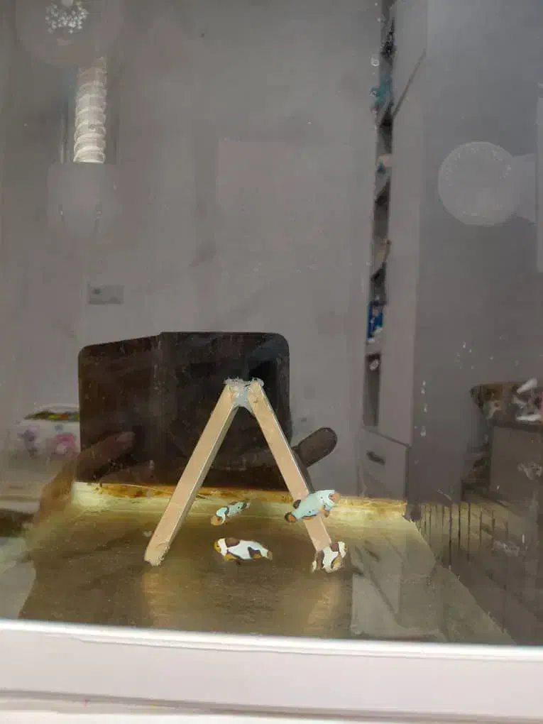 دلقک ماهی خاص برای  آکواریوم  آب‌شور|ماهی|سیرجان, |دیوار