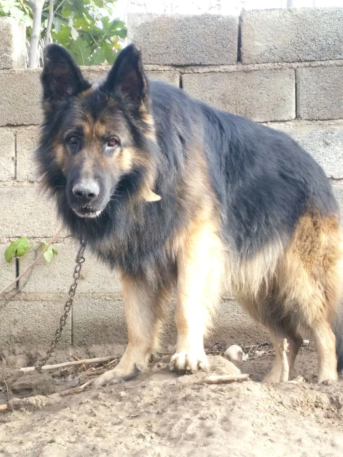 سگ ژرمن نر .|سگ|گنبد کاووس, |دیوار