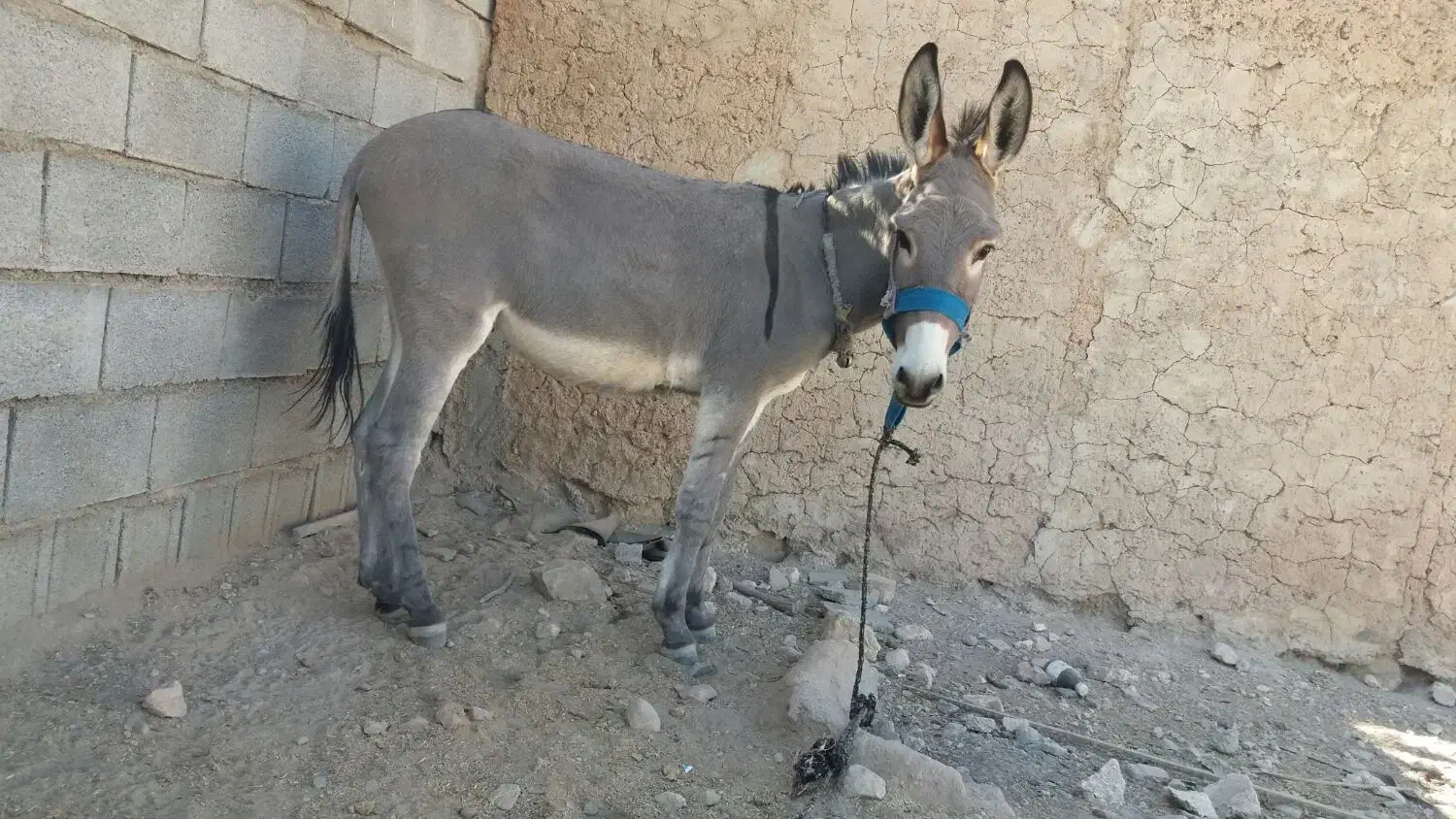 فروش|حیوانات مزرعه|جهرم, |دیوار