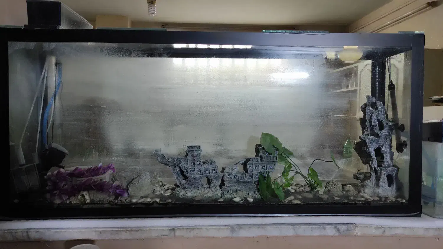 آکواریوم|ماهی|یزد, |دیوار