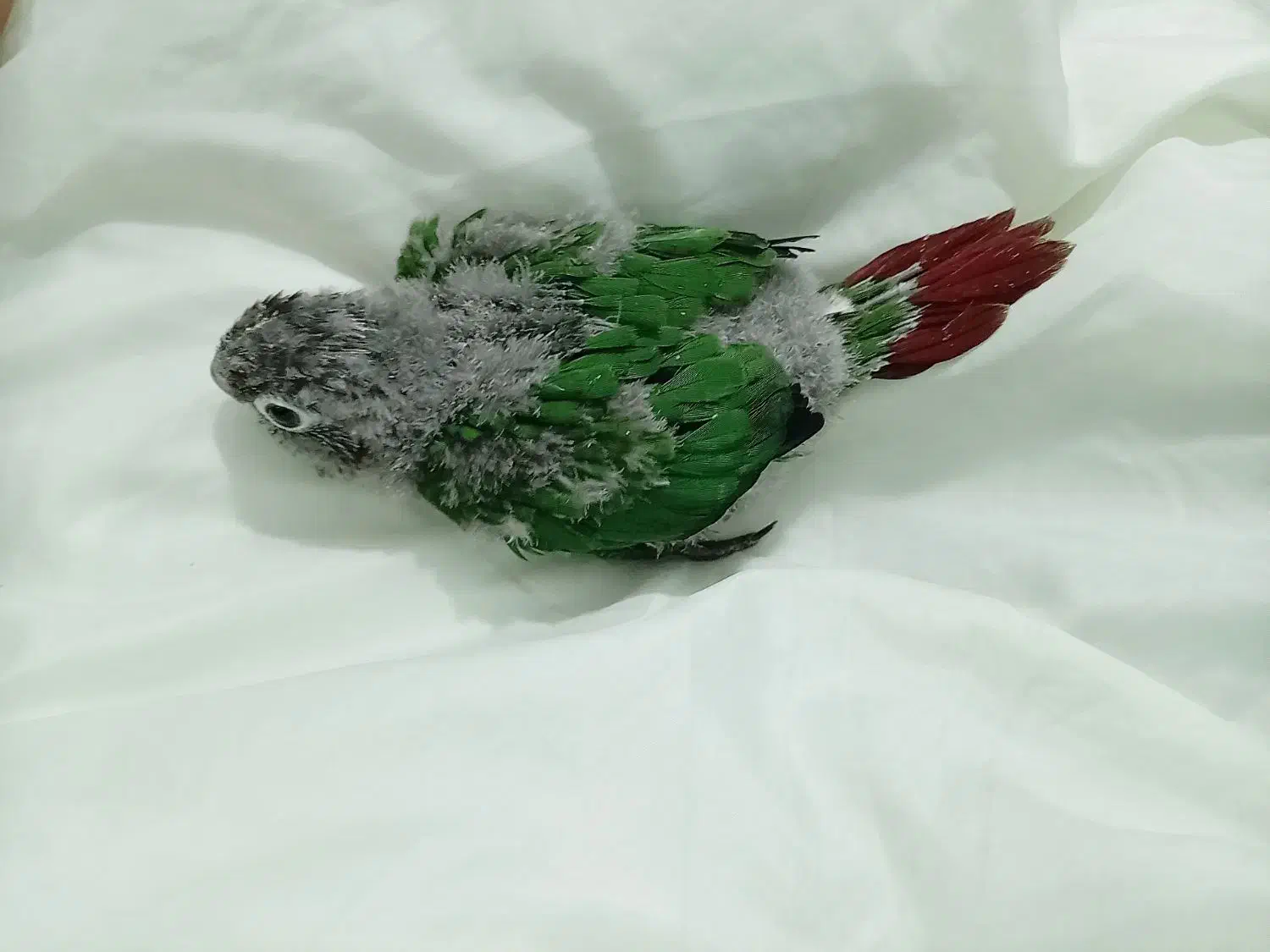 جوجه گرنچیک یک ماه|پرنده|کرج, مهرویلا شمالی|دیوار