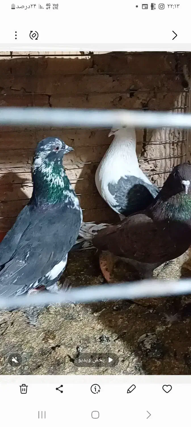تعدادی کبوتر پرشی|پرنده|قرچک, پویینک|دیوار