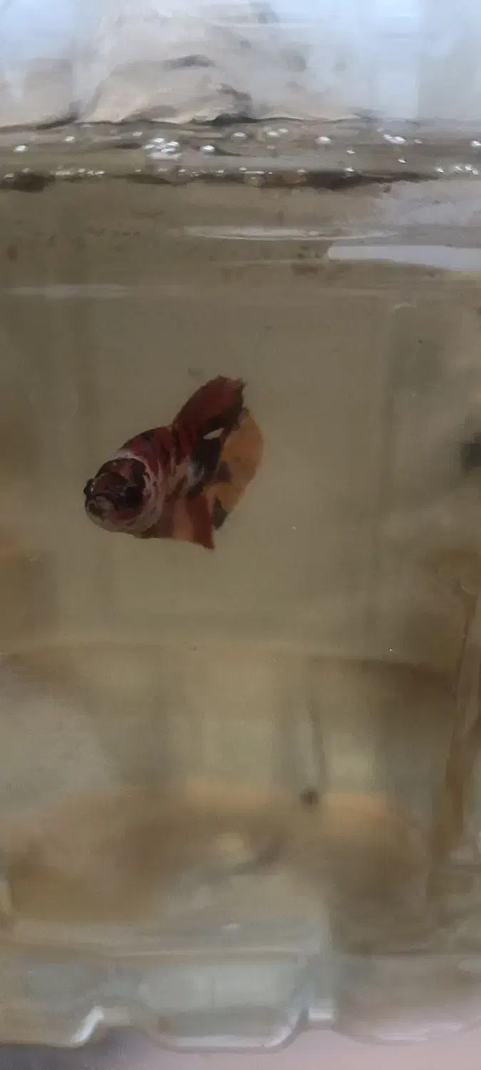 ماهی فایتر پلاکت|ماهی|تهران, جوادیه|دیوار