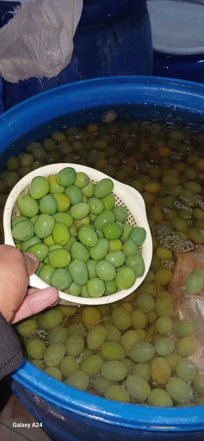 زیتون شور|عمدهفروشی|دالاهو, |دیوار