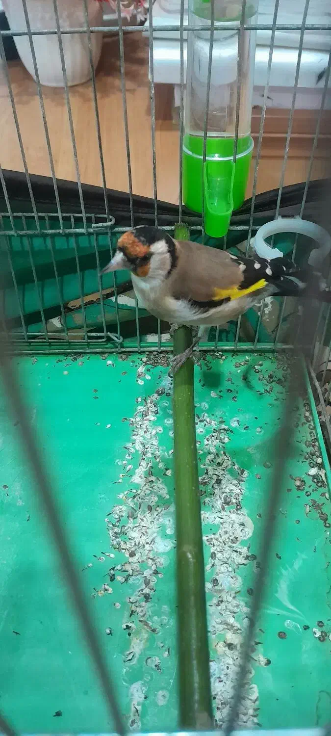 سهره|پرنده|محلات, |دیوار