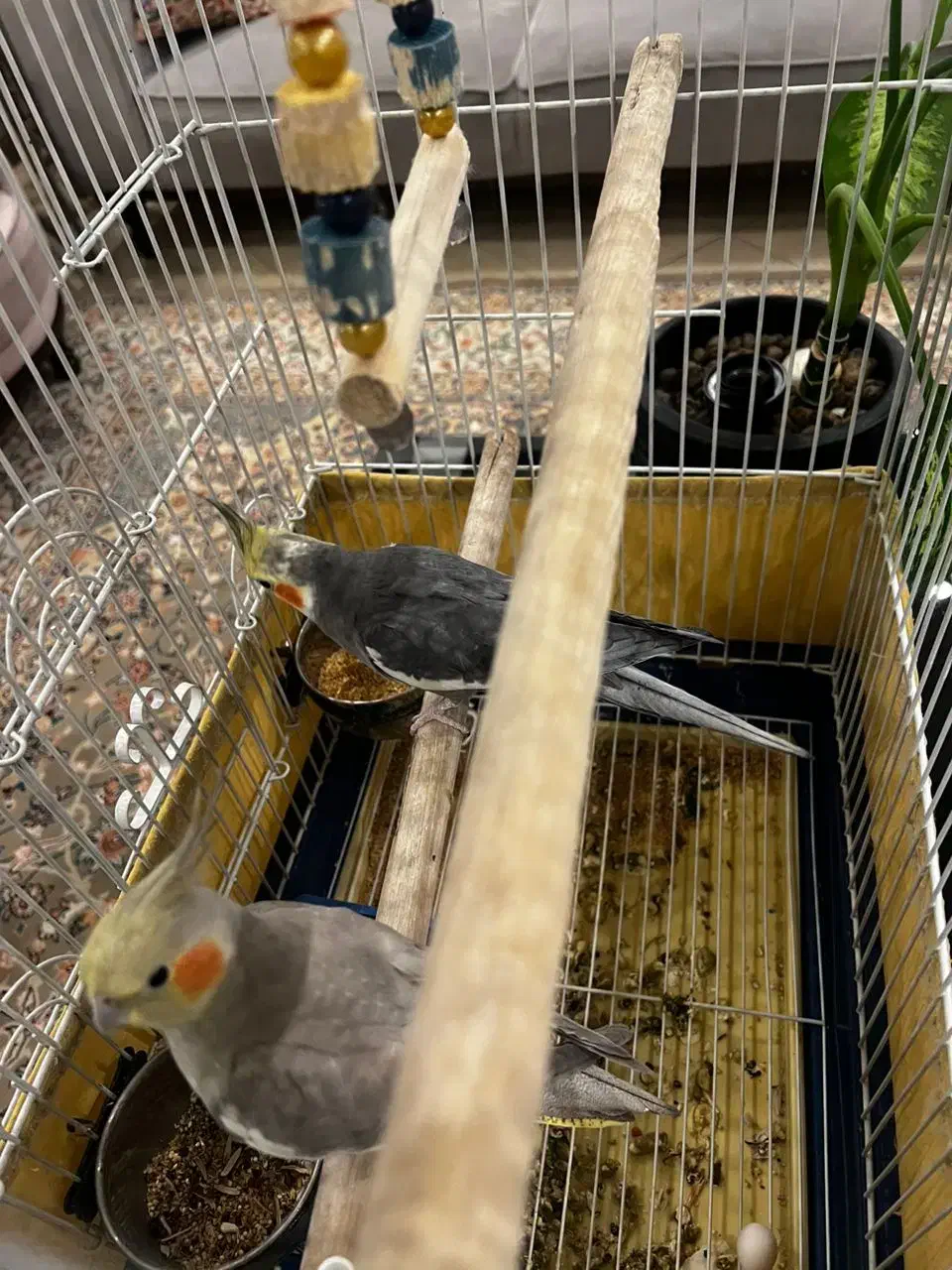 جفت عروس هلندی نر و ماده|پرنده|تهران, دربند|دیوار