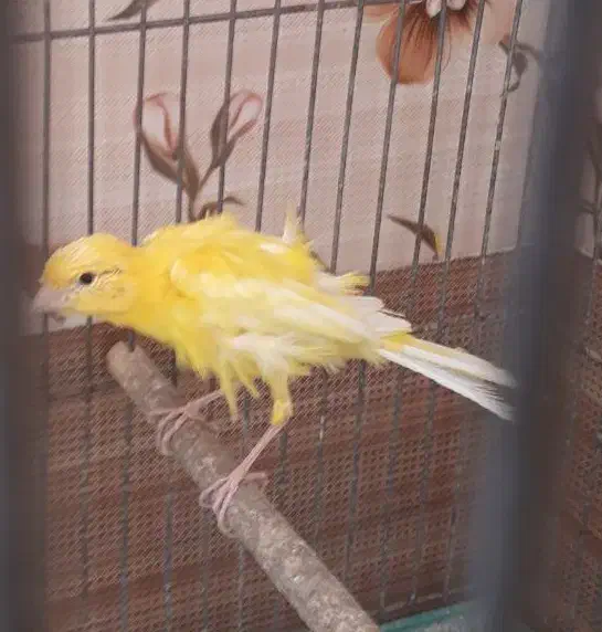 قناری|پرنده|شاهینشهر, پاسداران|دیوار