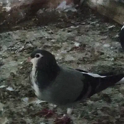 چند عدد کبوتر سرحال|پرنده|کنارک, |دیوار