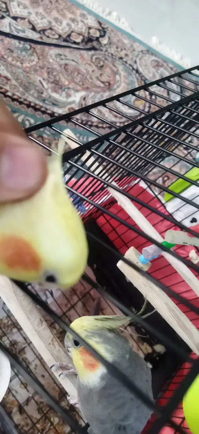 جفت عروس هلندی مولد و سخنگو کاملا اروم و دستی|پرنده|مشهد, جاهد شهر|دیوار