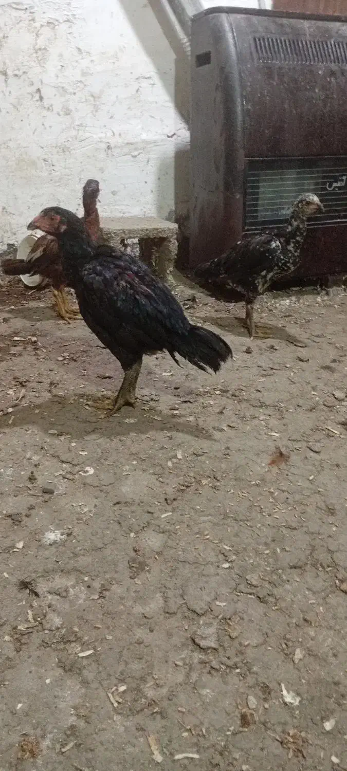 جوجه مرغ و خروس لاری  دوماه نیم اصیل|حیوانات مزرعه|فومن, |دیوار