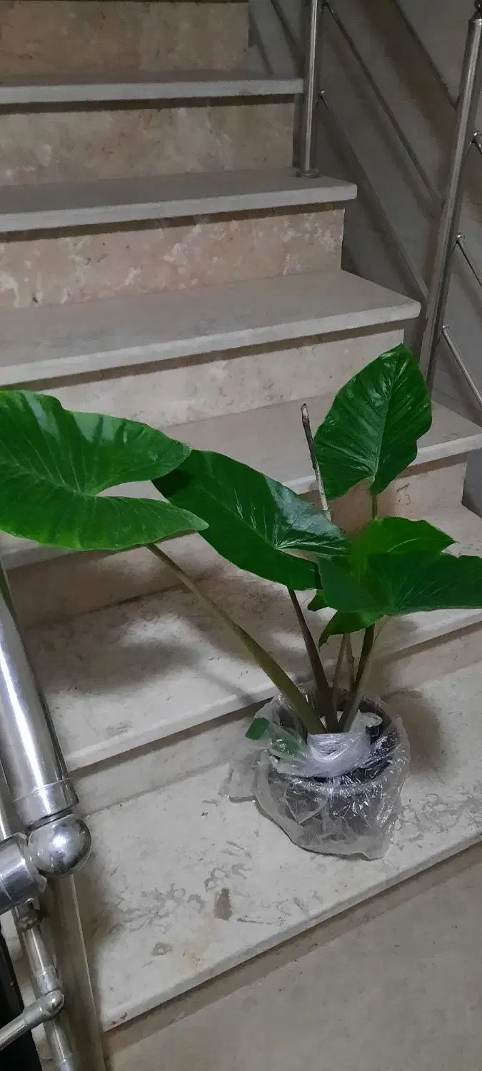 ۱۰ عدد گل فقط تا امشب|گل و گیاه طبیعی|قدس, شهرقدس|دیوار