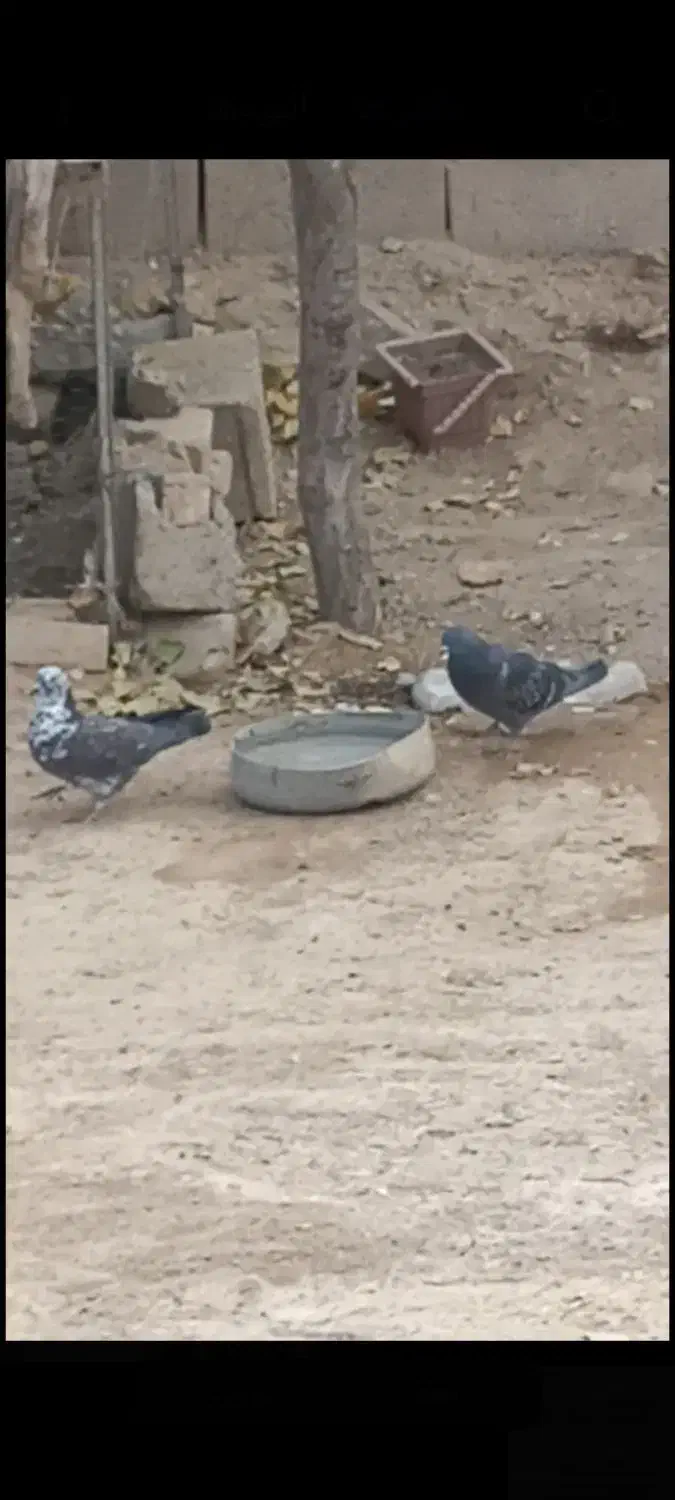 کبوتر|پرنده|هلالی, |دیوار