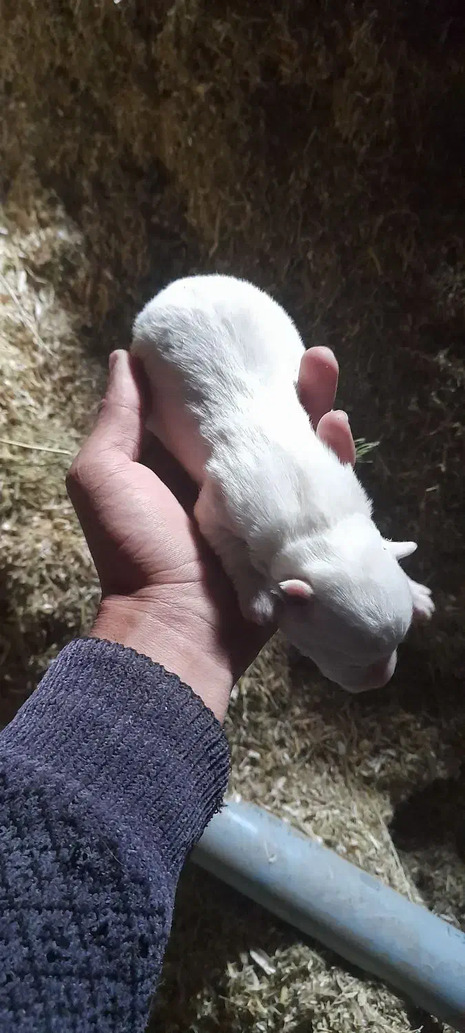 توله عروسکی|سگ|سراب, |دیوار