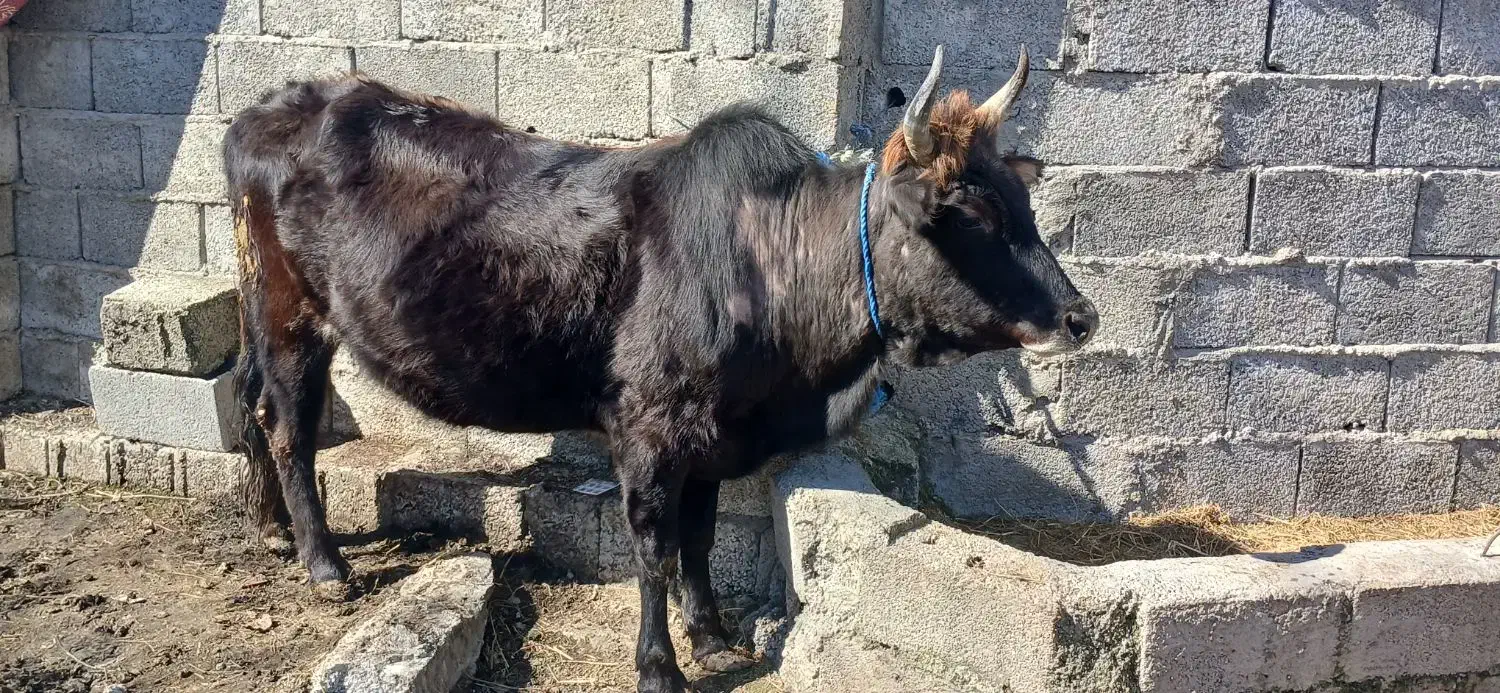 گاو شکم دار|حیوانات مزرعه|رشت, یخسازی|دیوار