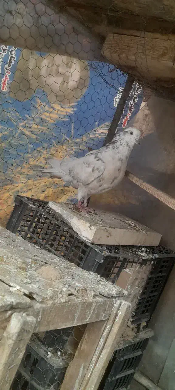 کفتر|پرنده|شاهرود, |دیوار