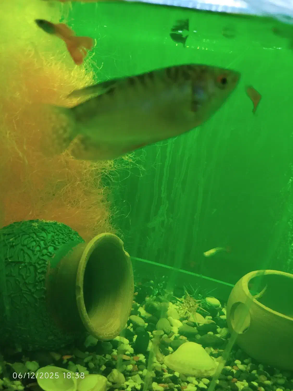 ماهی گورامی|ماهی|قیدار, |دیوار