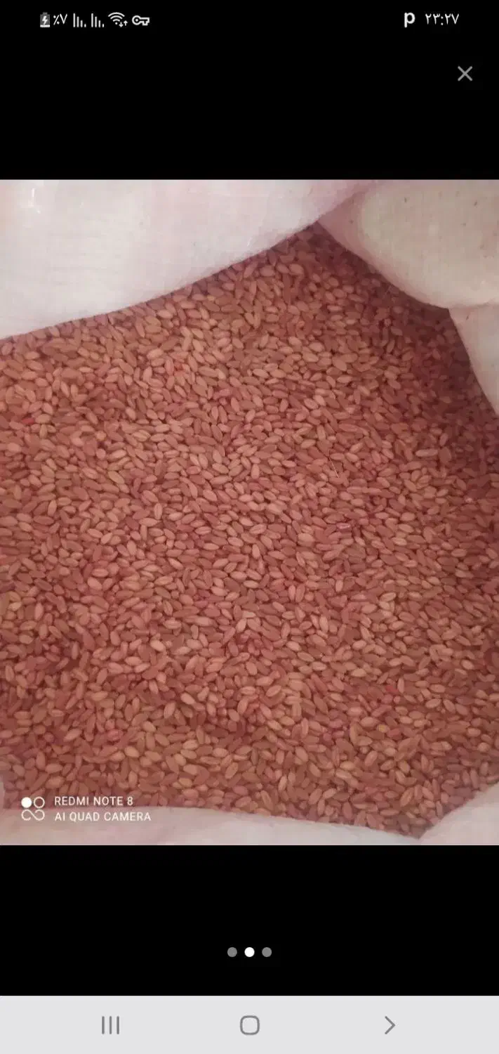 ده کیسه گندم دیم اماده بذر|خدمات باغبانی و درختکاری|بلده, |دیوار