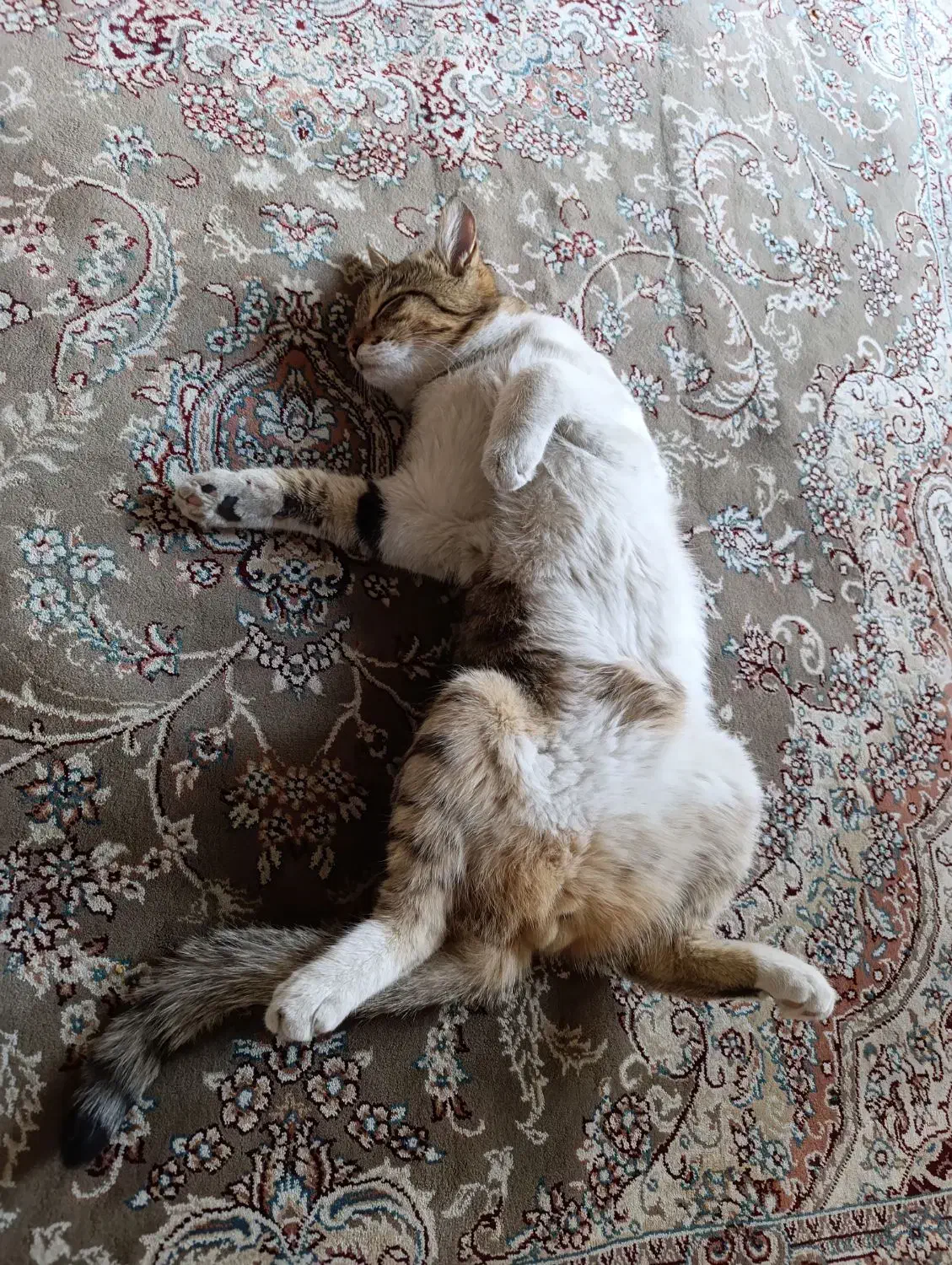 واگذاری گربه نر سالم و سرحال|گربه|کرمانشاه, |دیوار