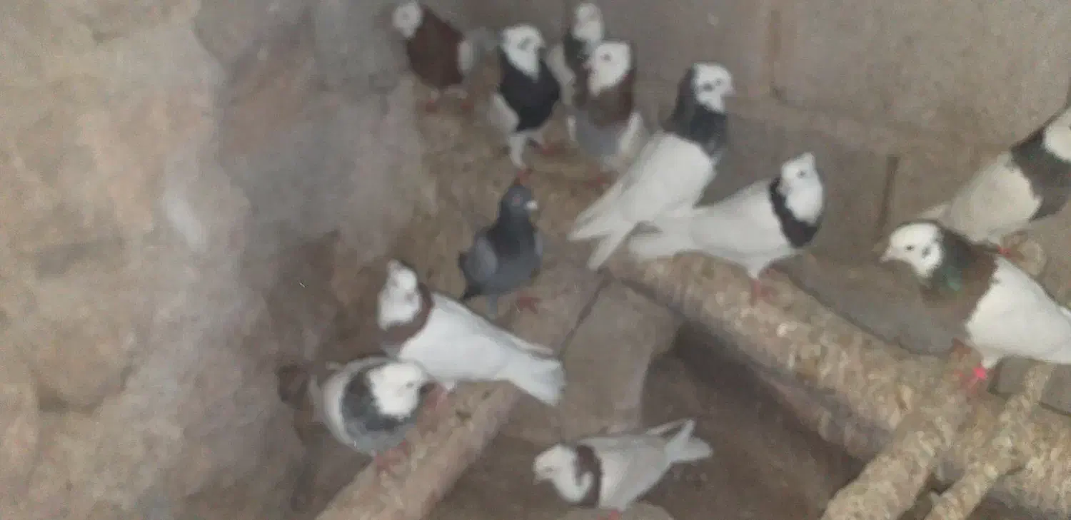 طوقی|پرنده|بستان آباد, |دیوار