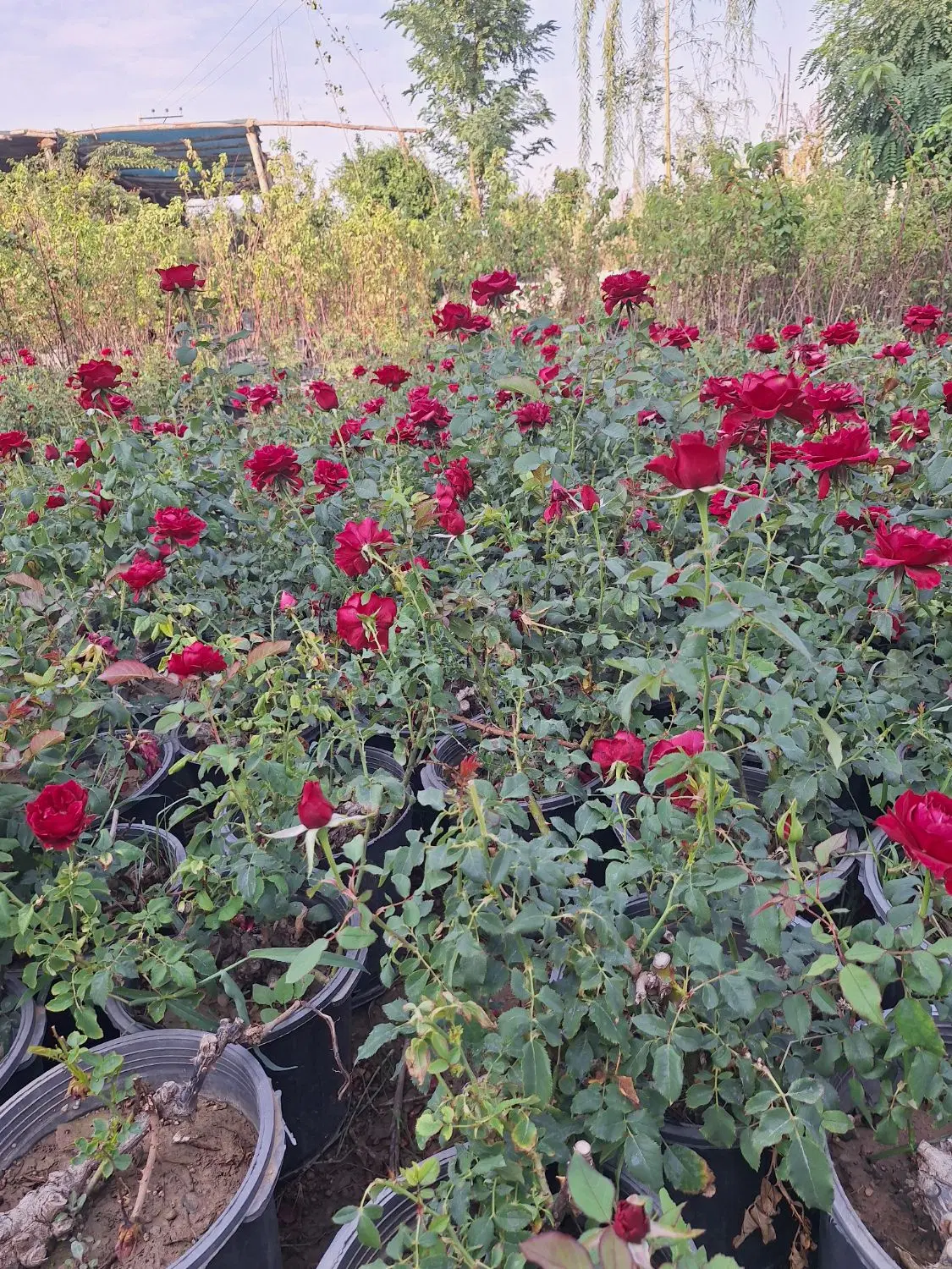 نهال و بوته گل رز سرشاخه قرمز پر گل|گل و گیاه طبیعی|فلاورجان, |دیوار