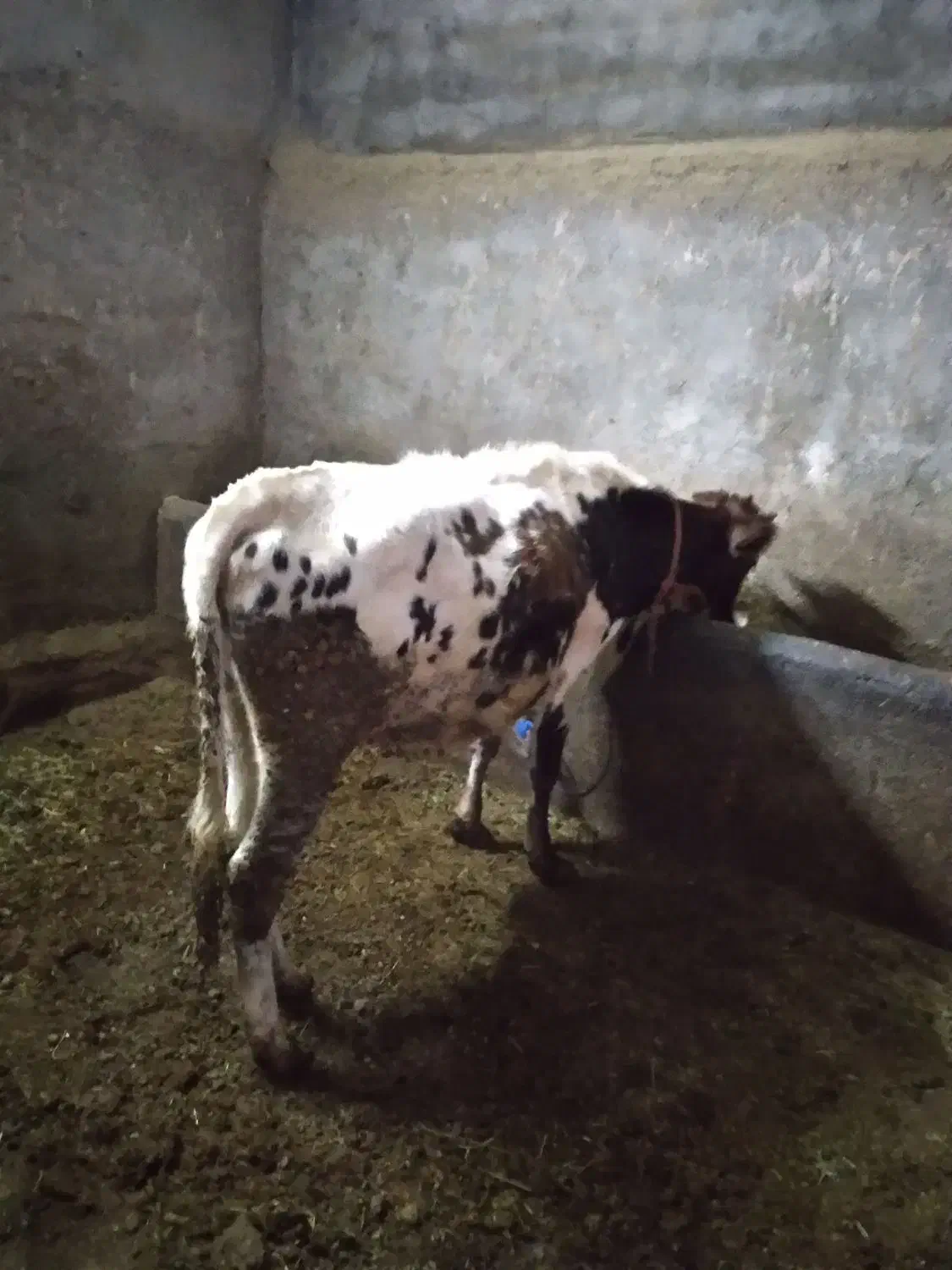 نوین|حیوانات مزرعه|حسین آباد, |دیوار