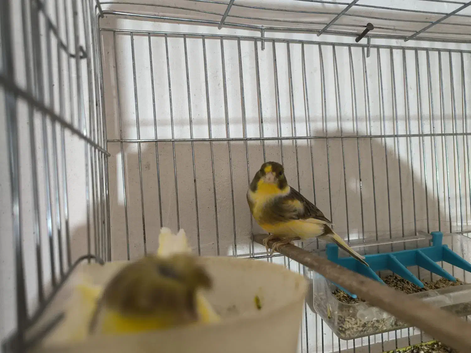 جفت قناری نر و ماده|پرنده|پیرانشهر, |دیوار