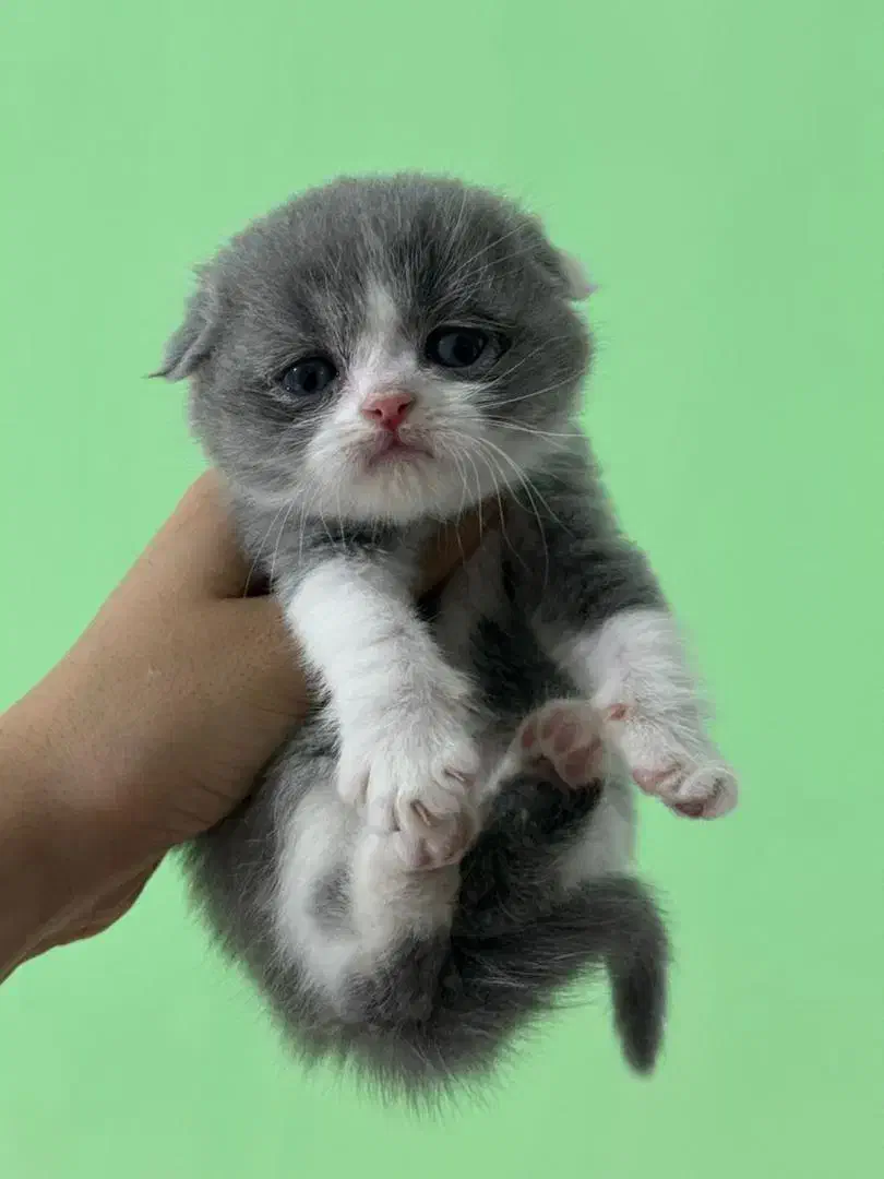 بچه گربه های زیبا و دلربا|گربه|آبادان, |دیوار