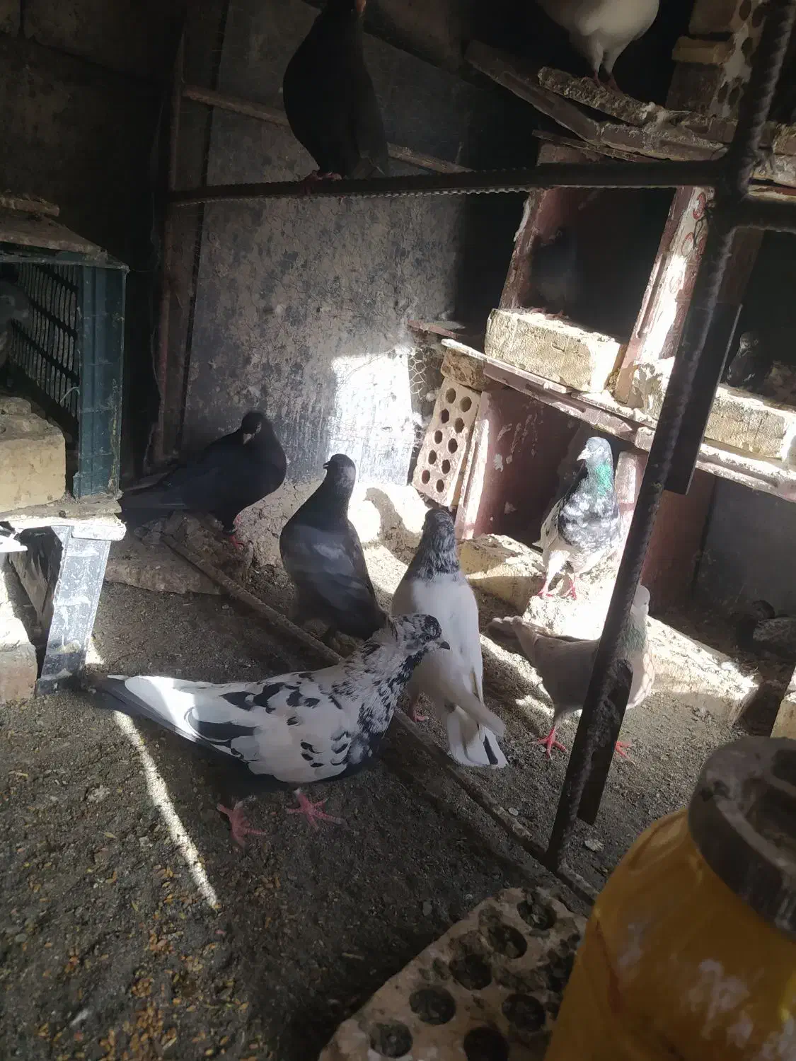 کفتر پرش بازی به شرط همه کفتر دارم به جز طوقی|پرنده|کهنوج, |دیوار