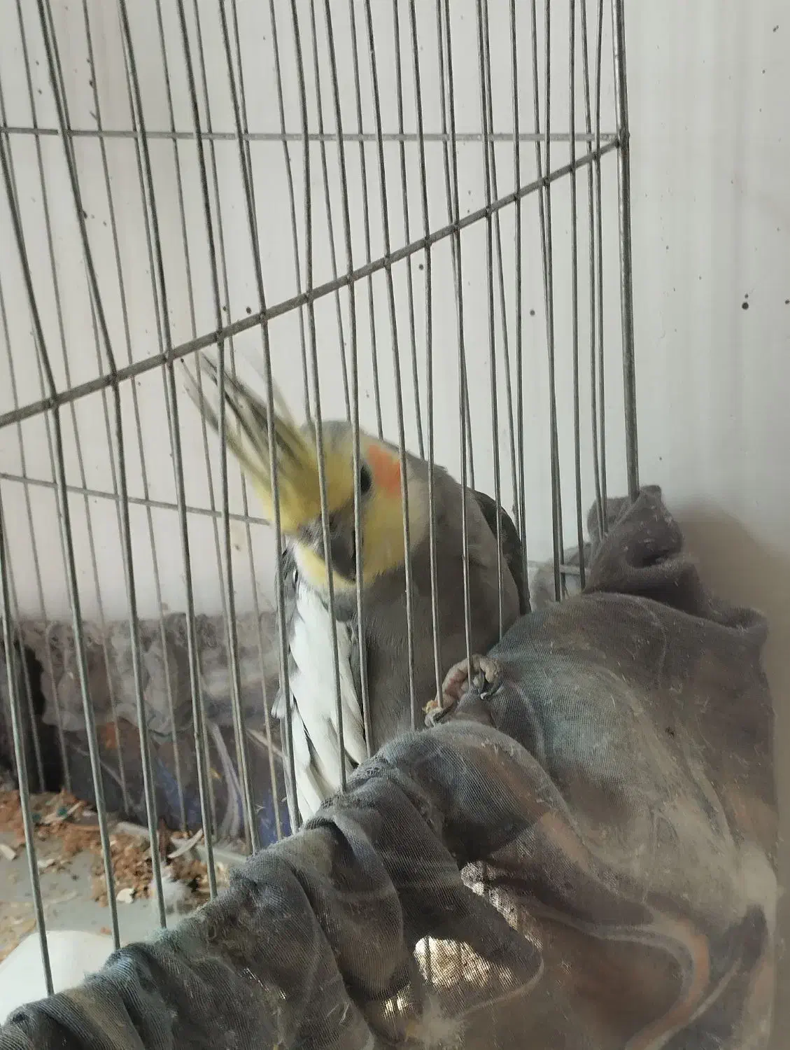 عروس هلندی نر|پرنده|نورآباد, |دیوار