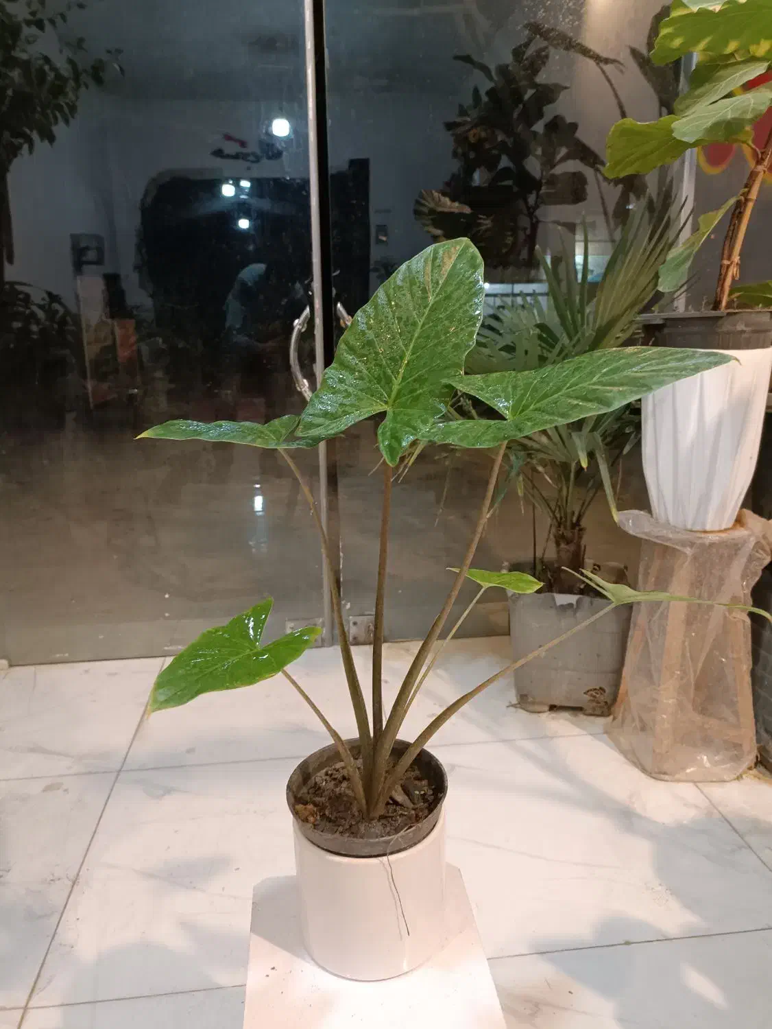 حراج گل بابا آدم تنه قرمز ارسال رایگان + هدیه|گل و گیاه طبیعی|مشهد, رستگار|دیوار