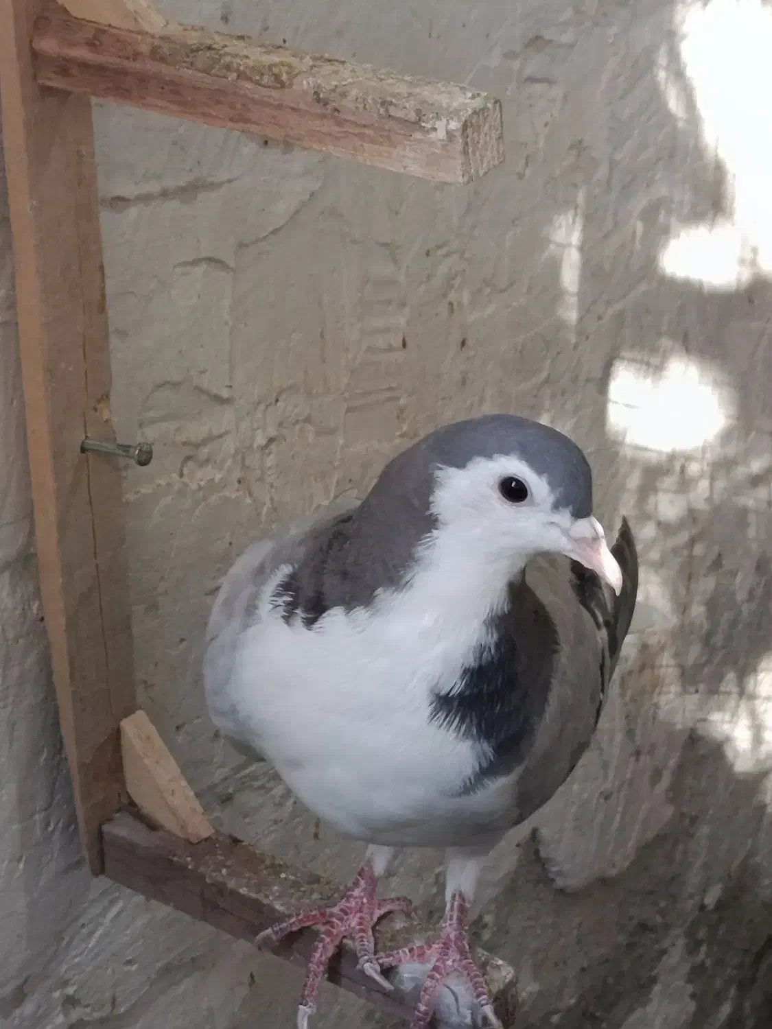 فروشی|پرنده|رشتخوار, |دیوار