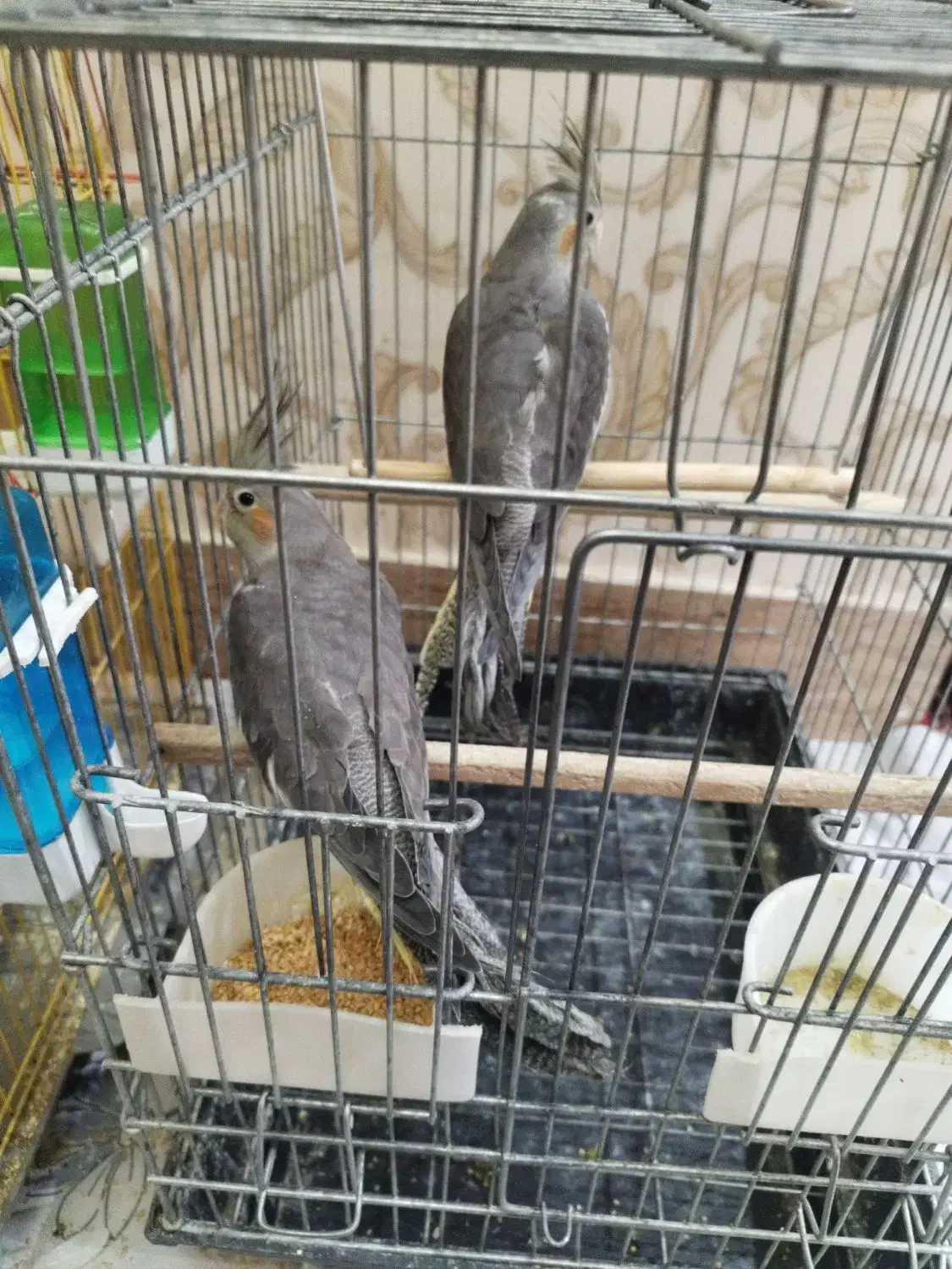 فروش فوری عروس هلندی نروماده|پرنده|میانه, |دیوار