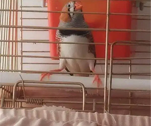 دو جفت فنج مولد درجه یک|پرنده|شهرضا, |دیوار