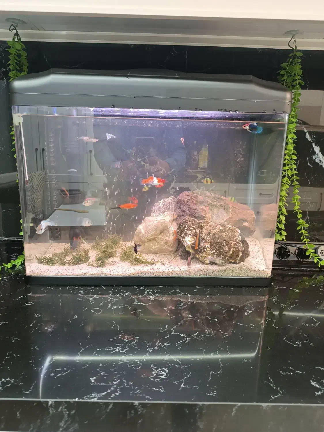 فروش اکواریوم شرکتی ۶۰ سانت|ماهی|شیراز, ابیوردی|دیوار