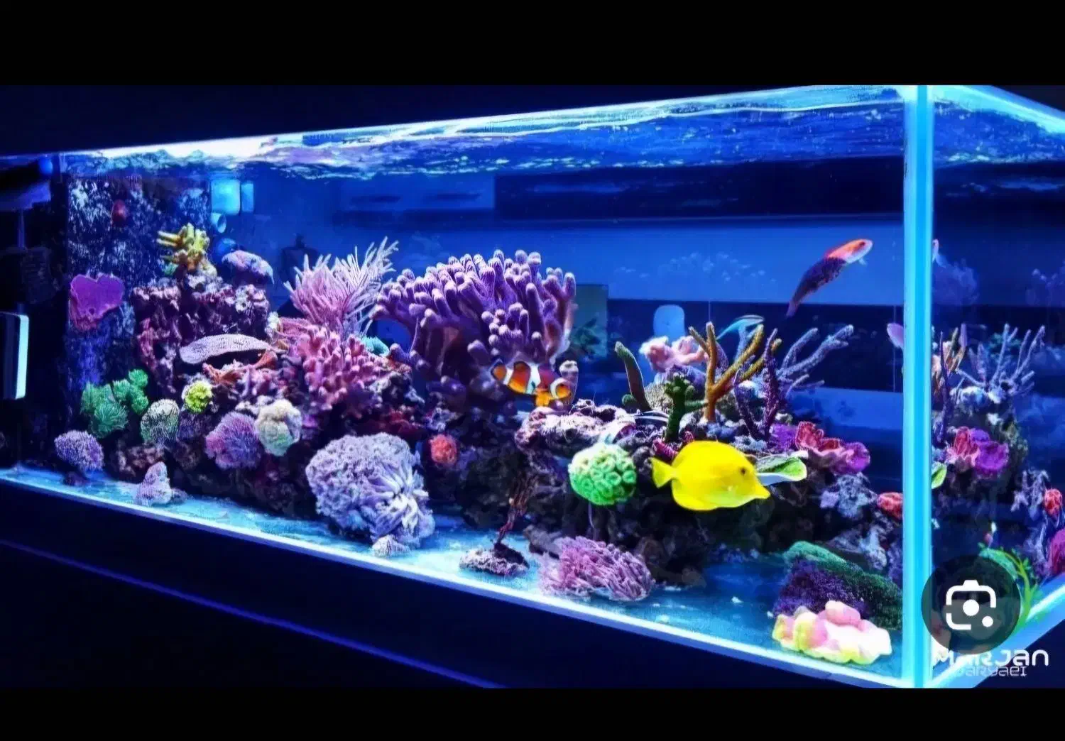 اکواریومبزرگ کوچک|ماهی|رفسنجان, |دیوار