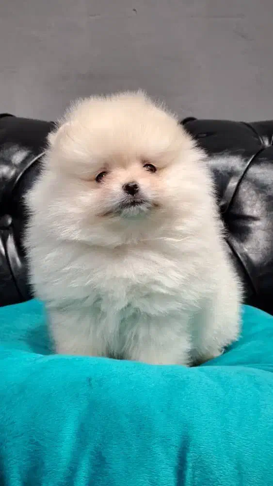 پامرانین سفید|سگ|رشت, لاکانی|دیوار