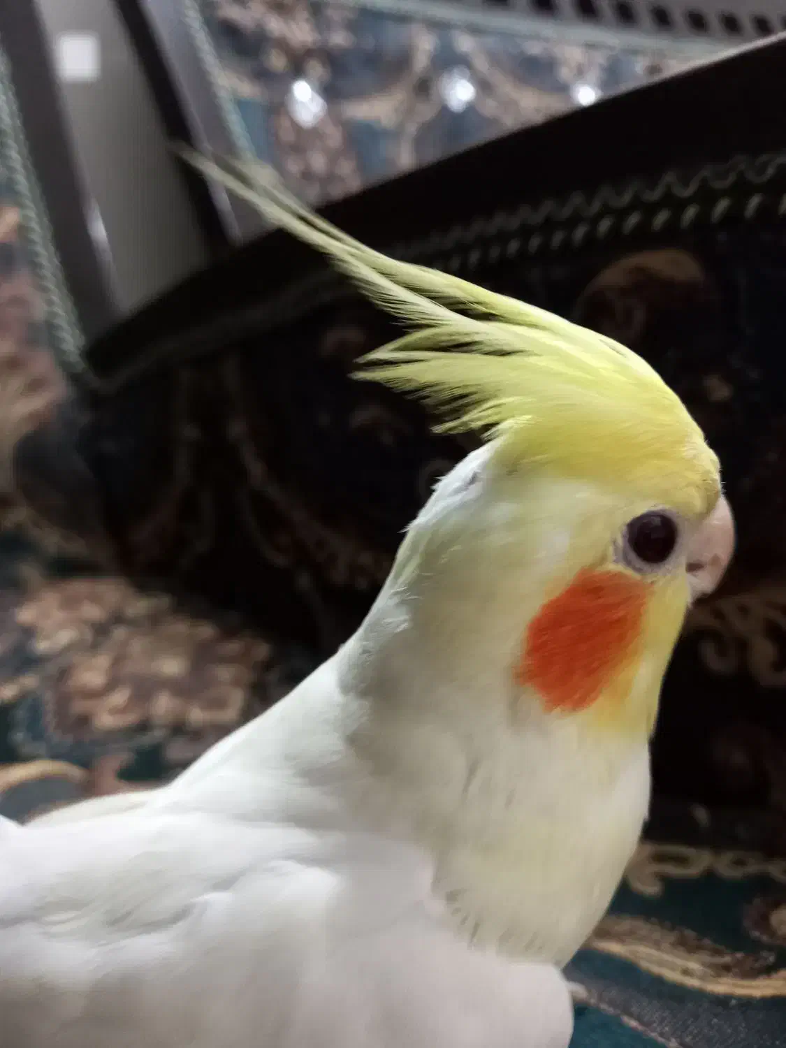 عروس هلندی|پرنده|تهران, شارق|دیوار