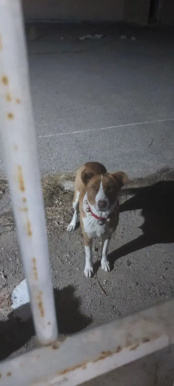 سگ ماده برا نسل کشی|سگ|گلپایگان, |دیوار