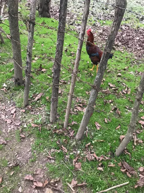 خروس محلی جوان پسند|حیوانات مزرعه|رشت, یخسازی|دیوار