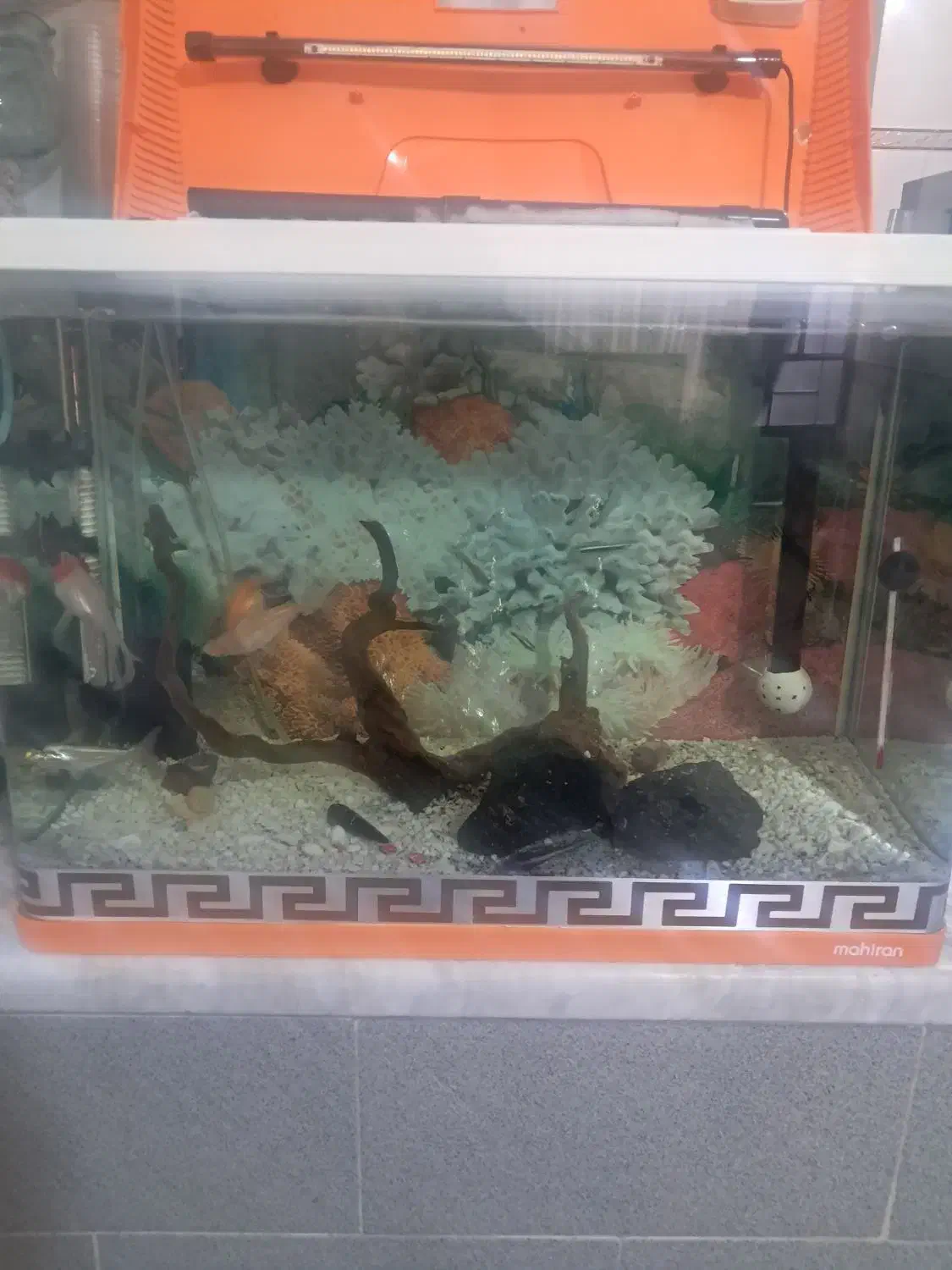 اکواریوم|ماهی|قم, نوبهار|دیوار