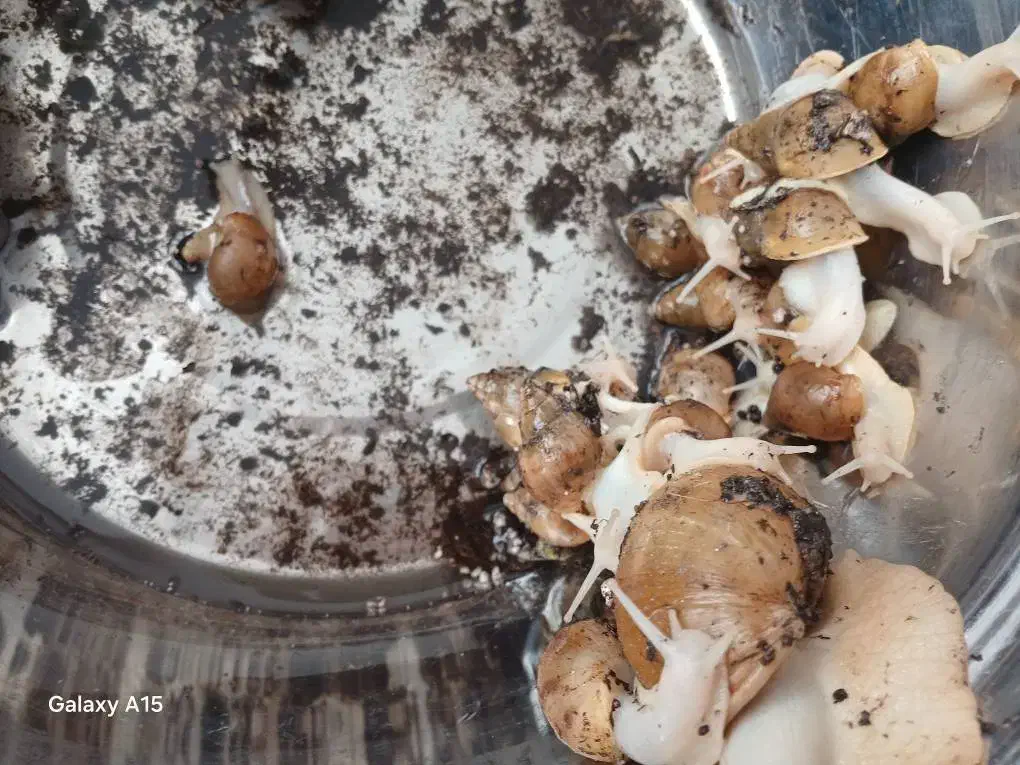 حلزون|خزنده|تهران, دروازه شمیران|دیوار