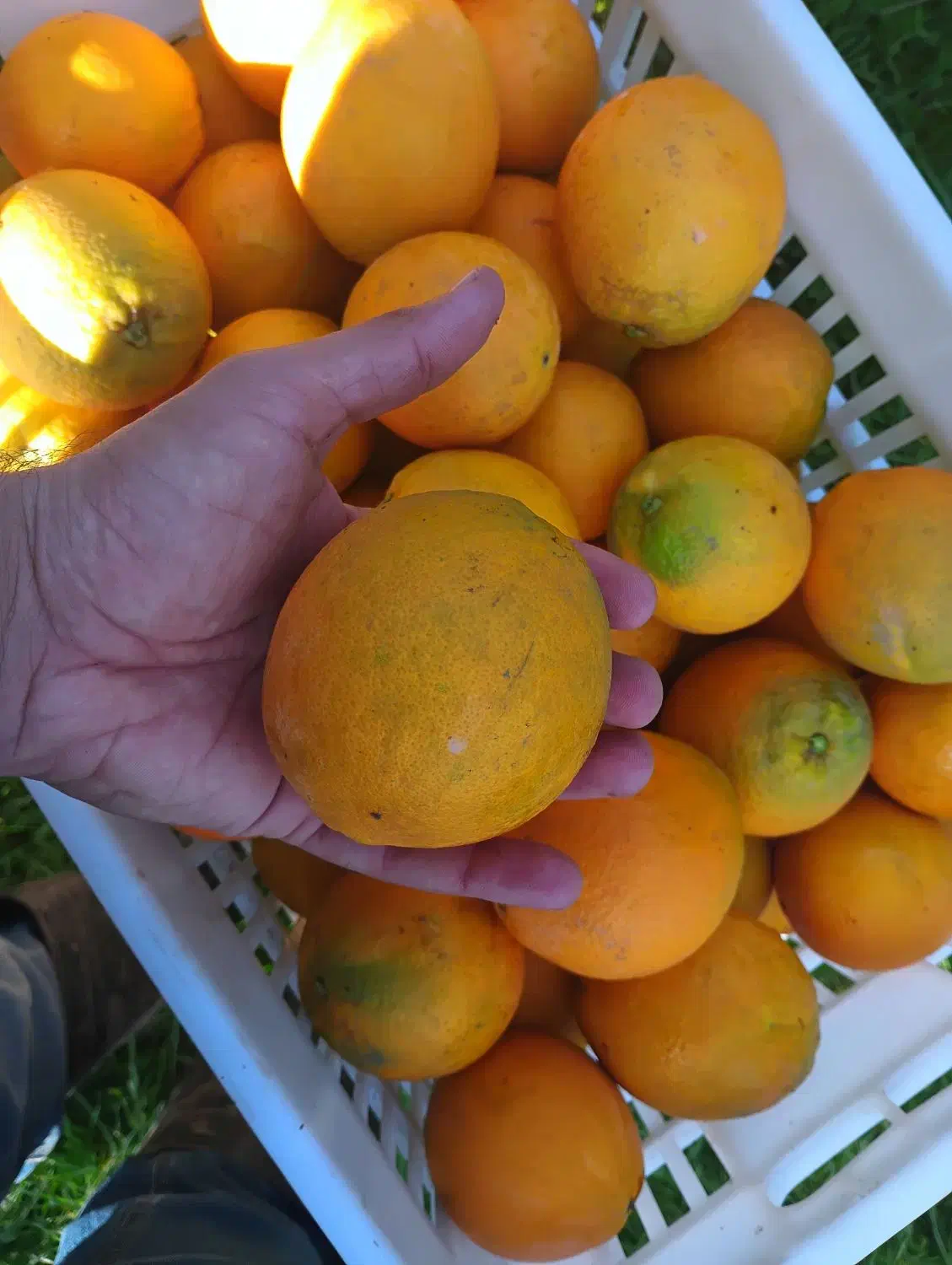 پرتغال تامسون ناول|خوردنی و آشامیدنی|گلوگاه بابل (گلیا), |دیوار