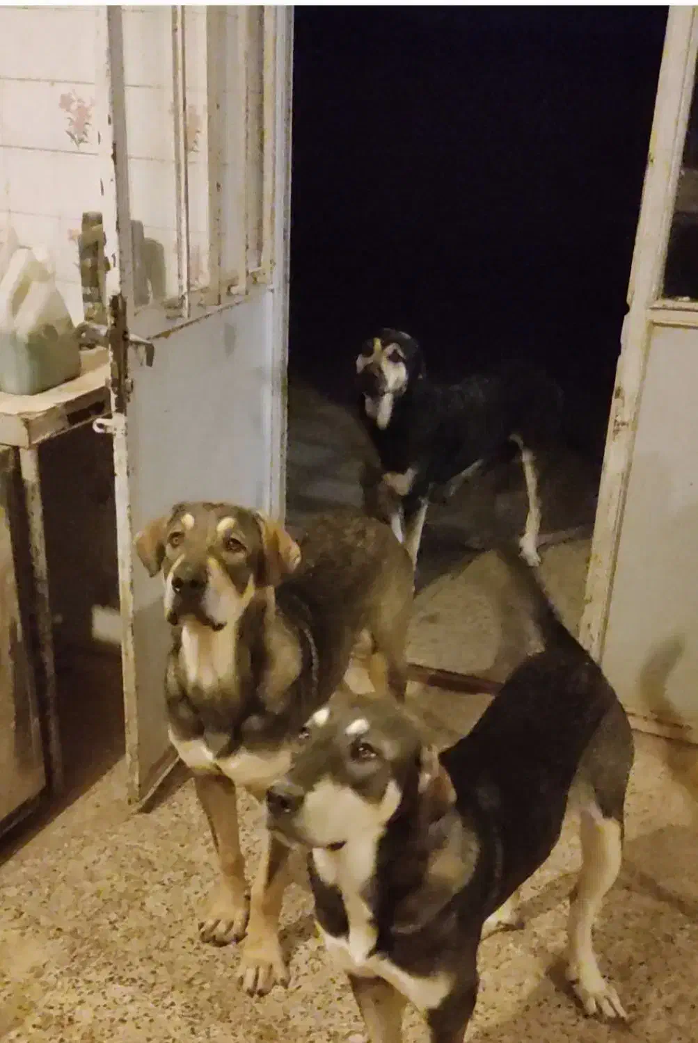 گم شده|حیوانات|میاندوآب, |دیوار