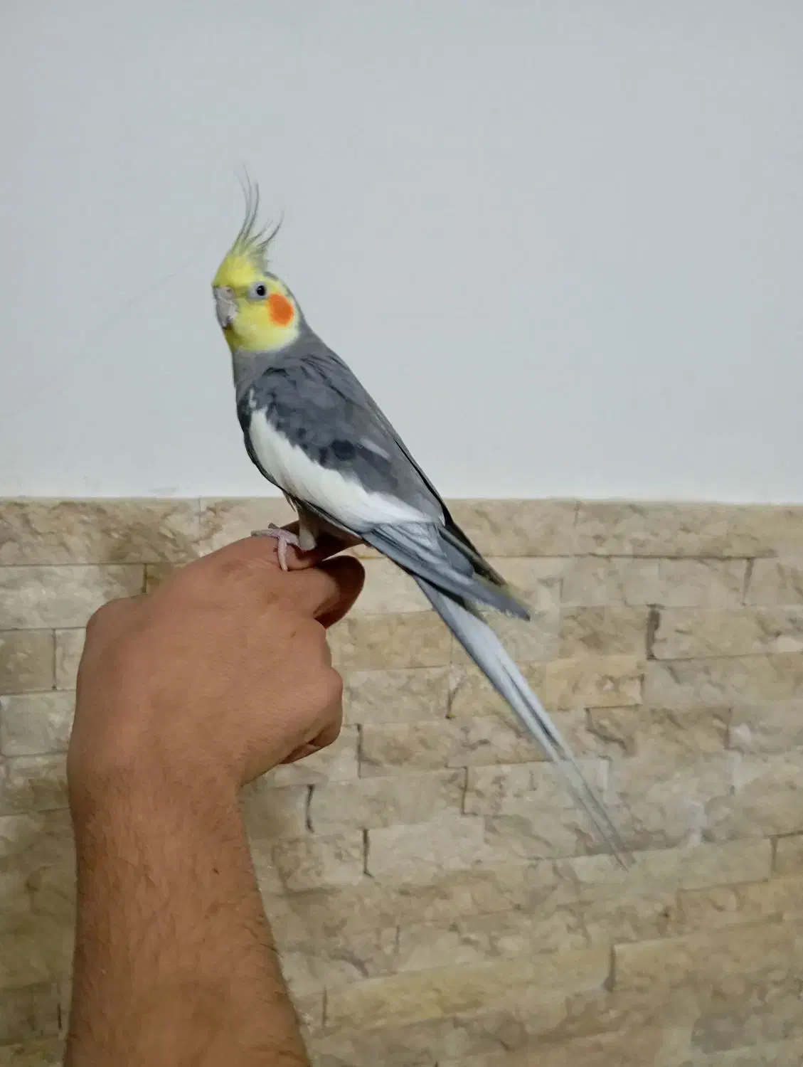 عروس هلندی نر مست دستی فروش و معاوضه|پرنده|اسلام‌شهر, شهرک سالور|دیوار