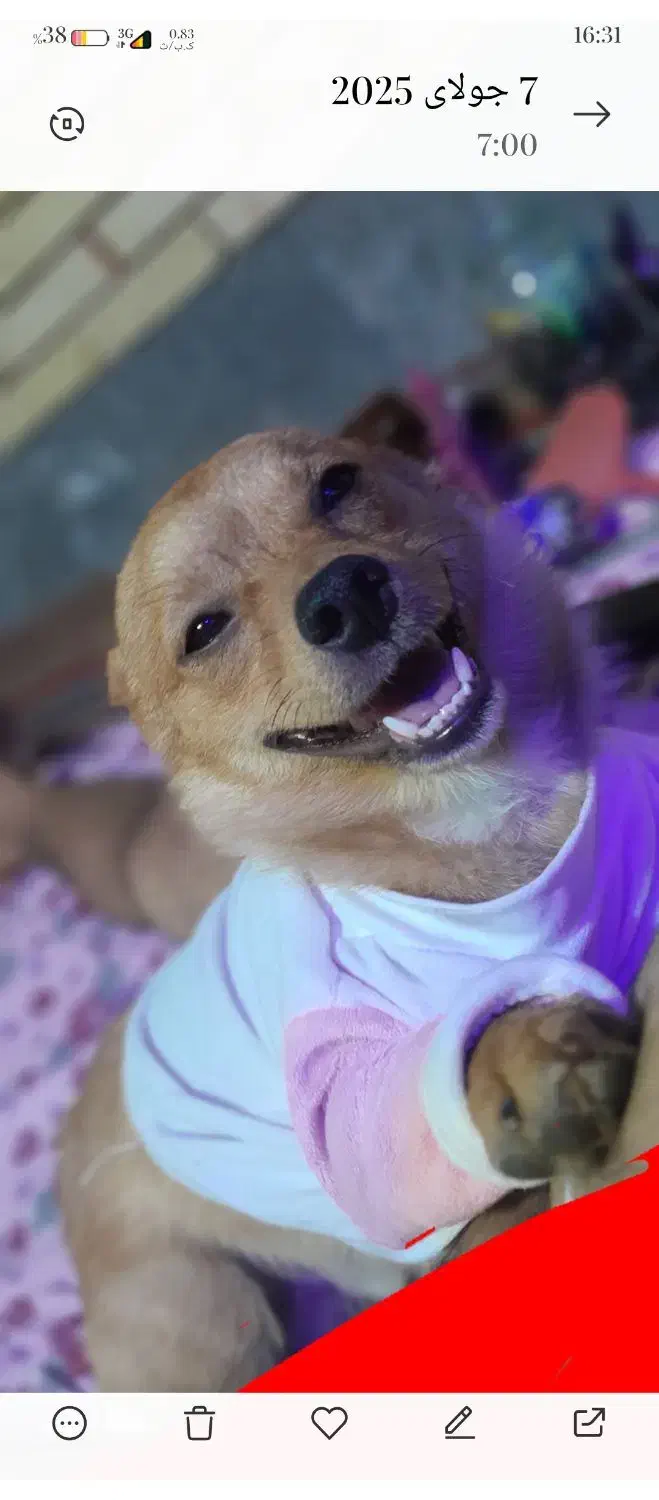 سگ اشپیتز پامر|سگ|کرمان, |دیوار