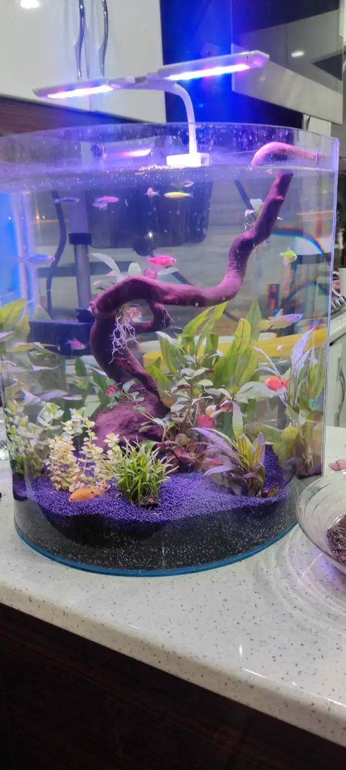 آکواریوم طرح شیشه خمیده|ماهی|مسجد سلیمان, |دیوار