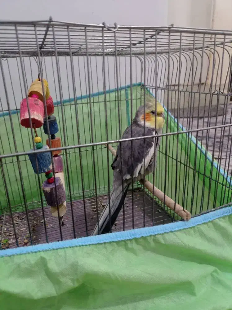 عروس هلندی بفروش میرسد|پرنده|اهواز, کوی سعدی|دیوار