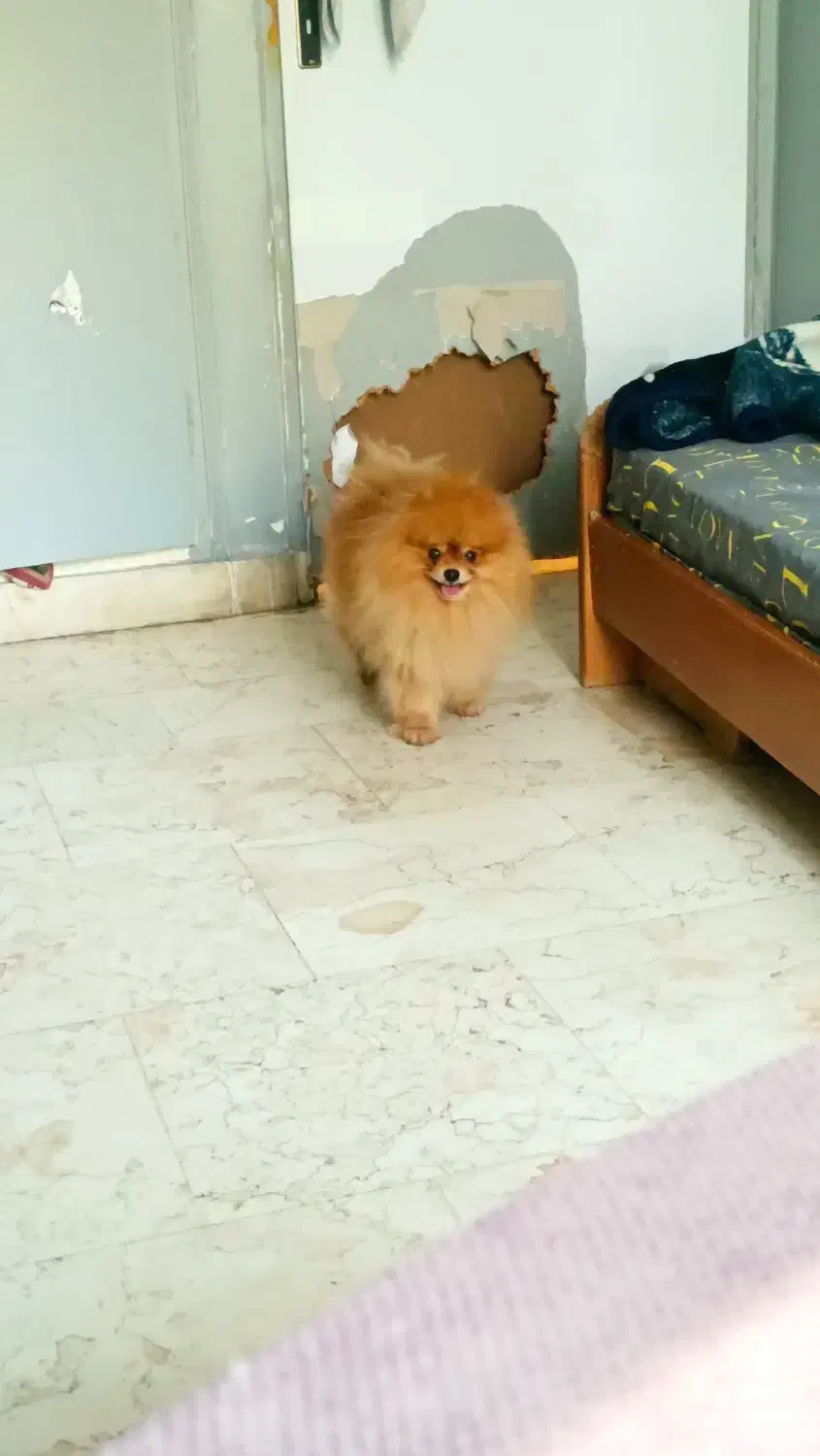 پامر خرسی|سگ|اهواز, زیتون کارمندی|دیوار