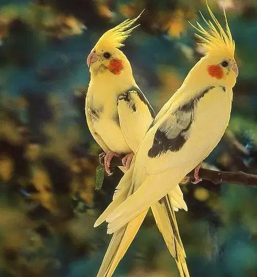 خرید انواع پرنده|پرنده|مهریز, |دیوار