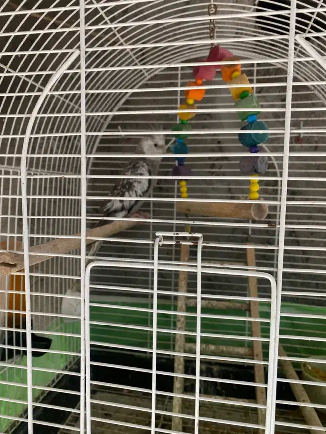 طوطی عروس هلندی(وایت فیس)|پرنده|لاهیجان, بازکیاگوراب|دیوار